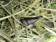 Elachistocleis nigrogularis