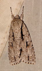 Acronicta lobeliae