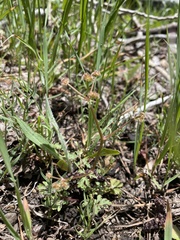 Sanicula graveolens