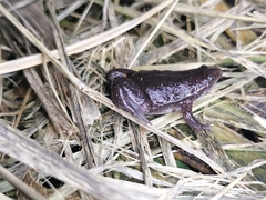 Elachistocleis nigrogularis