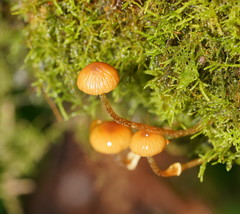 Conocybe filaris