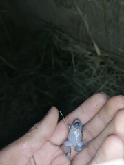 Elachistocleis nigrogularis