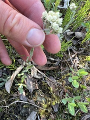 Antennaria alpina
