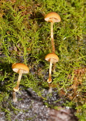 Conocybe filaris