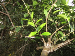 Robsonodendron eucleiforme