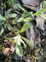 Antennaria alpina