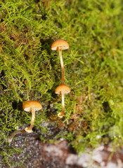 Conocybe filaris
