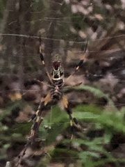 Trichonephila clavipes image
