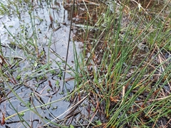 Juncus arcticus