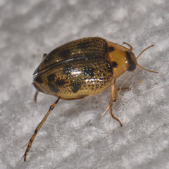 Peltodytes edentulus