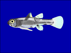Dwarf Pygmy Goby photo 2
