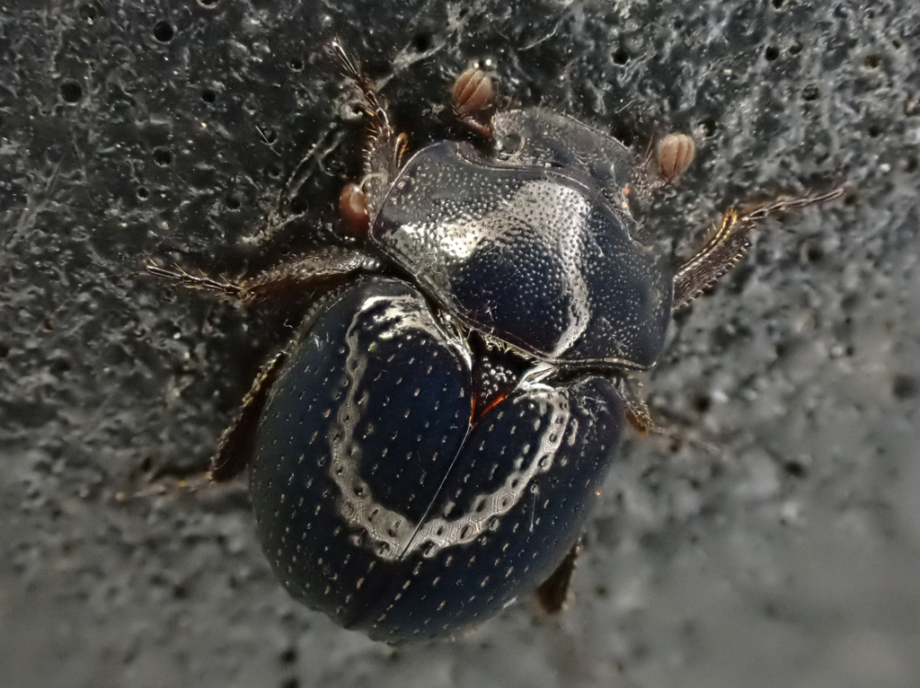 Germarostes globosus