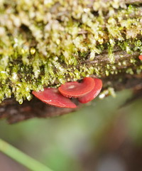 Tubaria rufofulva