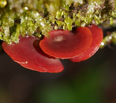 Tubaria rufofulva