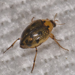 Peltodytes edentulus