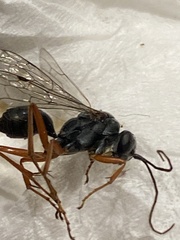 Agenioideus