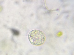 Acanthocystis turfacea