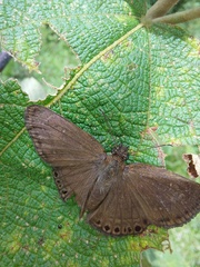 Timochreon satyrus