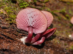 Tubaria rufofulva