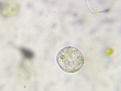 Acanthocystis turfacea