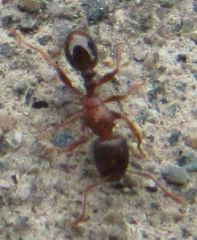 Tetramorium immigrans