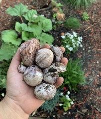 Phallus hadriani