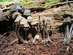 Mycena semivestipes