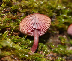 Tubaria rufofulva