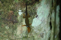 Gonatodes concinnatus