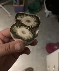 Phallus hadriani