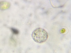 Acanthocystis turfacea