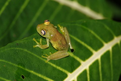Boana cinerascens