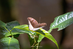 Tanaecia cocytus