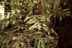 Hicksbeachia pinnatifolia