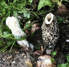Phallus hadriani