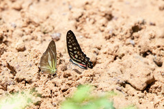 Graphium