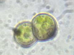 Chlorella