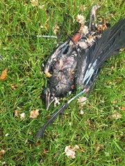 Corvus brachyrhynchos