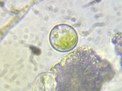 Acanthocystis turfacea