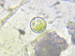 Acanthocystis turfacea