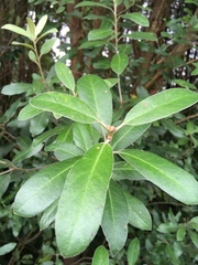 Mountain pittosporum (Pittosporum ralphii)
