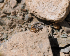 Habronattus icenoglei
