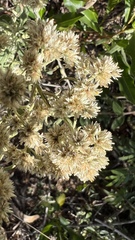 Achyrocline saturejoides