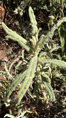 Achyrocline saturejoides