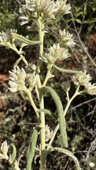 Achyrocline saturejoides