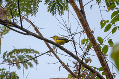 Aegithina lafresnayei