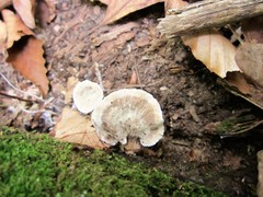 Phellodon confluens