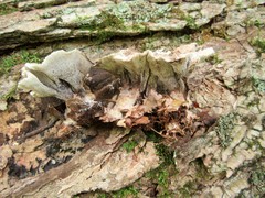 Phellodon confluens
