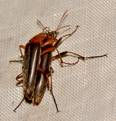 Cephaloon lepturides