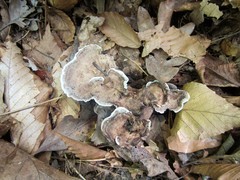 Phellodon confluens